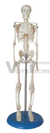 Mini Skeleton 42cm Tall Pharmaceutical and Anatomical Model Gifts